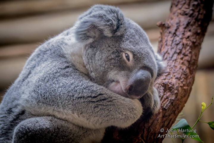 Tree Hugger picture