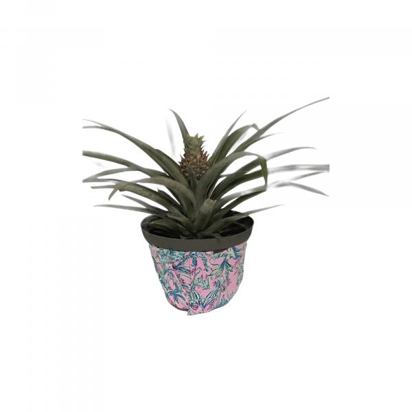 Delray pineapple Lilly  pot bestseller picture