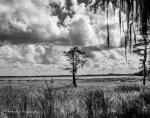 Lake Louisa Tree