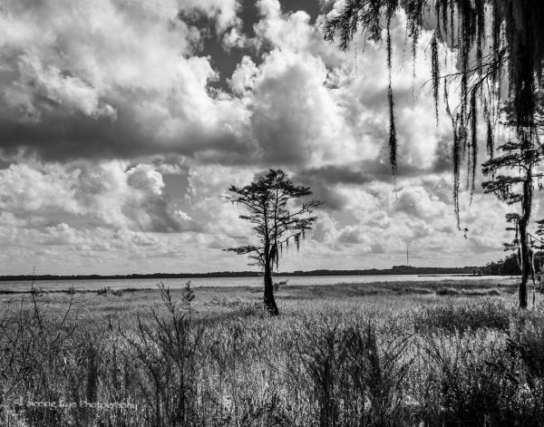 Lake Louisa Tree picture