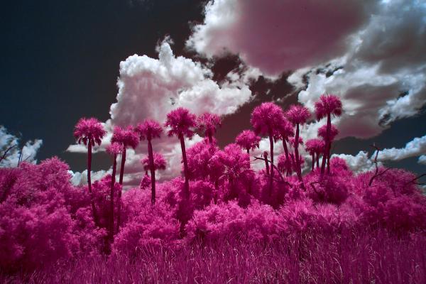 Orlando Wetlands Tree Copse 2 in Infrared picture