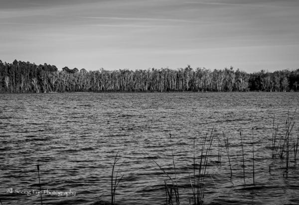 Lake Treeline