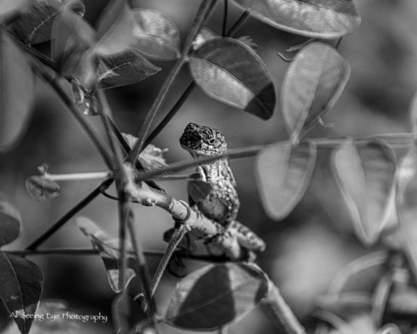 Anole in Branch 2 picture