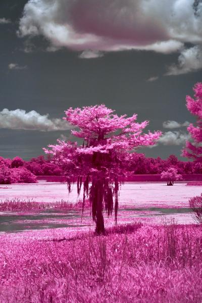 Orlando Wetlands Tree in IR picture