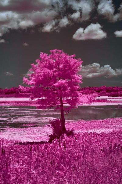 Orlando Wetlands Tree 2 in IR picture