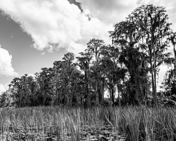 Lake Louisa Trees 3