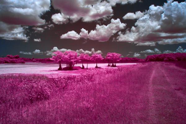 Orlando Wetlands Trees in Lake in IR