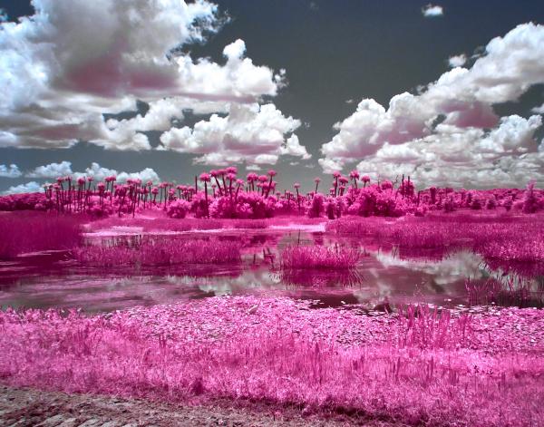 Orlando Wetlands Lake scene 2 in IR picture