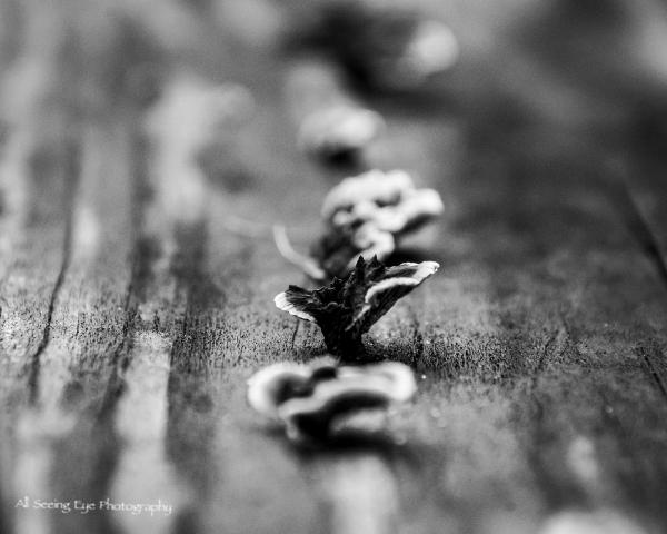 Bench Mushrooms