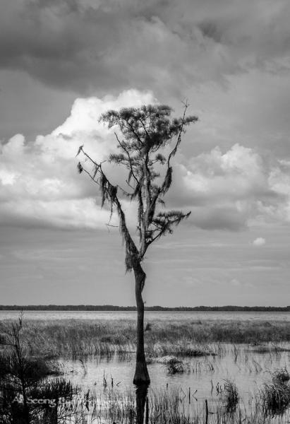 Lone Tree