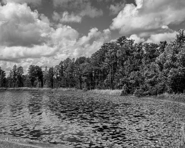 Lake Louisa Tree Shoreline picture