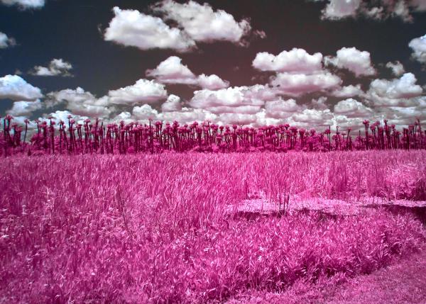 Orlando Wetlands Tree Line in IR