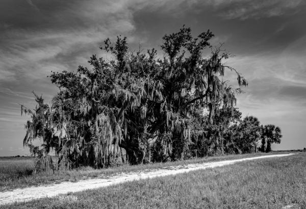 Tree Copse with Spanish Moss