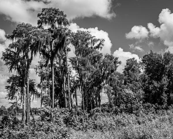 Lake Louisa Trees