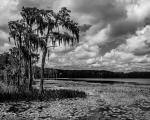 Lake Louisa Trees 2