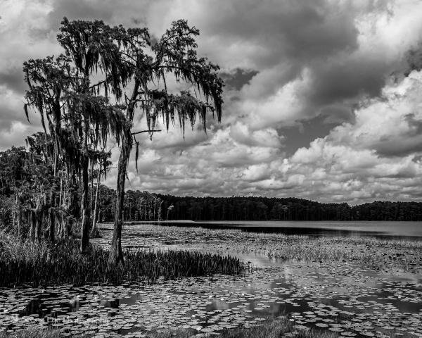 Lake Louisa Trees 2 picture