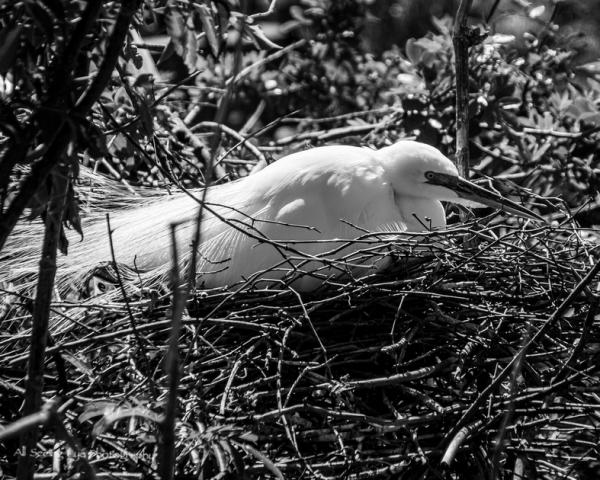 Egret picture