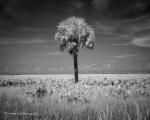 Palm in Infrared