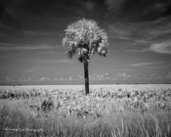 Palm in Infrared picture