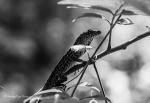 Anole in Branch