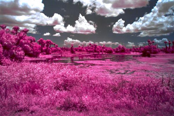 Orlando Wetlands Lake scene in IR picture