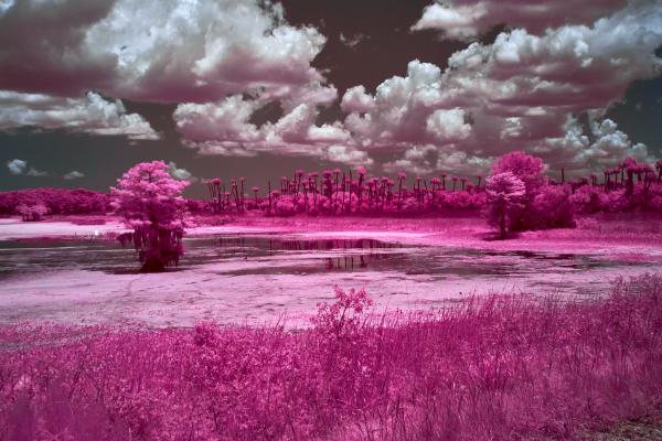 Orlando Wetlands Lake scene 3 in IR picture