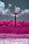 Orlando Wetlands Lone Palm in IR