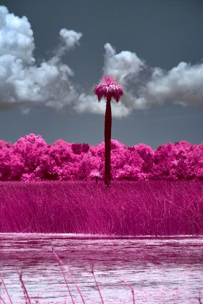 Orlando Wetlands Lone Palm in IR picture