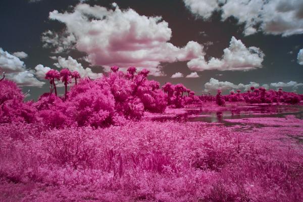 Orlando Wetlands in Infrared