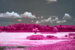 Orlando Wetlands Lake scene 3 in IR