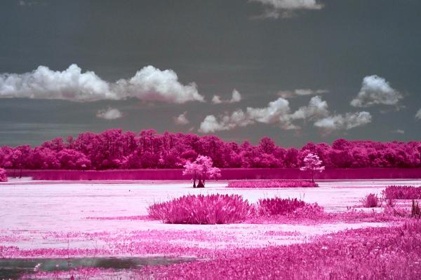 Orlando Wetlands Lake scene 3 in IR picture