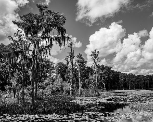 Lake Louisa Trees 4 picture