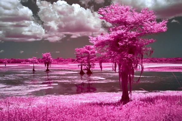 Orlando Wetlands Tree Line 2 in IR picture