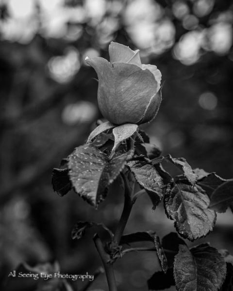 Rose Bud