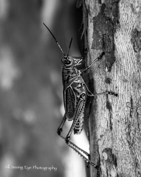 Grasshopper picture