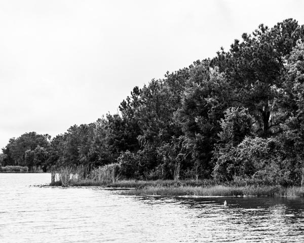 Lake Shoreline picture