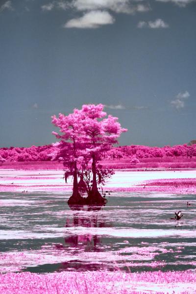 Orlando Wetlands Tree 3 in IR picture