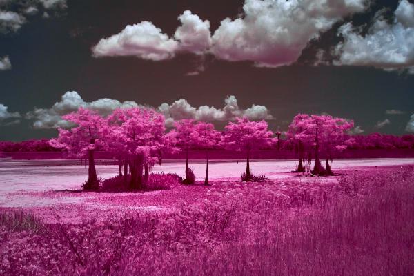 Orlando Wetlands Tree group in IR picture