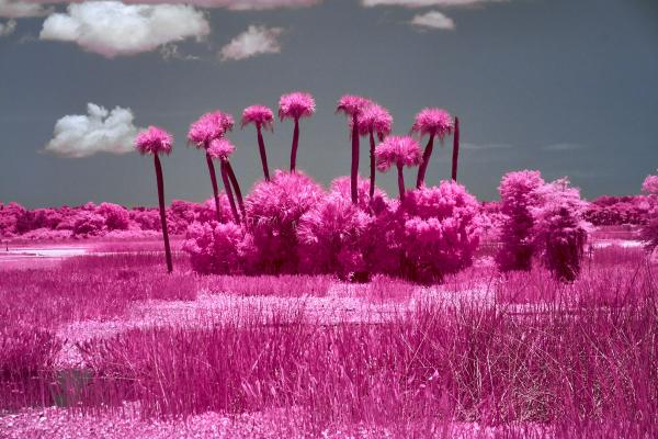 Orlando Wetland Tree Copse in IR picture