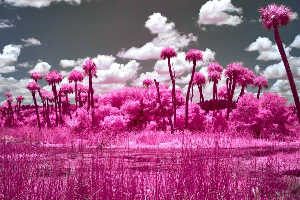 Orlando Wetlands Tree Copse 2 in IR picture