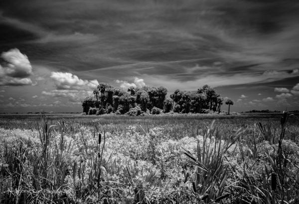 Infrared Tree Copse picture