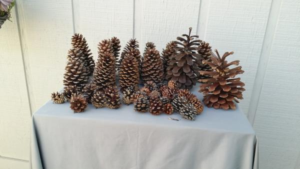 50 Pine Cone Assortment