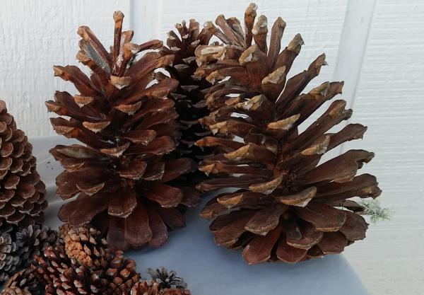 50 Pine Cone Assortment picture