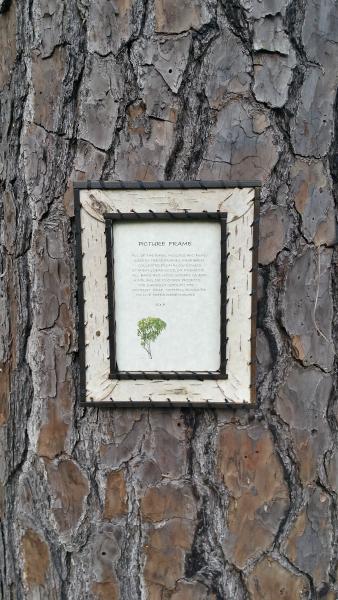 4x6 Birch Bark Picture Frame