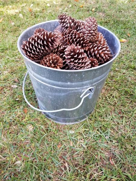 Baker's Dozen Loblolly Pine Cones picture