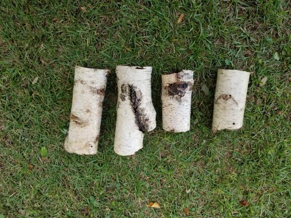 Birch Bark Tubes picture