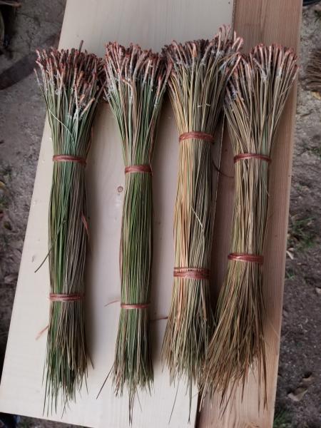 Long Leaf Pine Needles picture