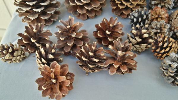 50 Pine Cone Assortment picture