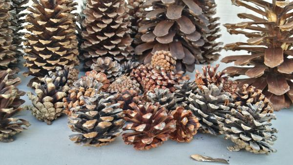 50 Pine Cone Assortment picture