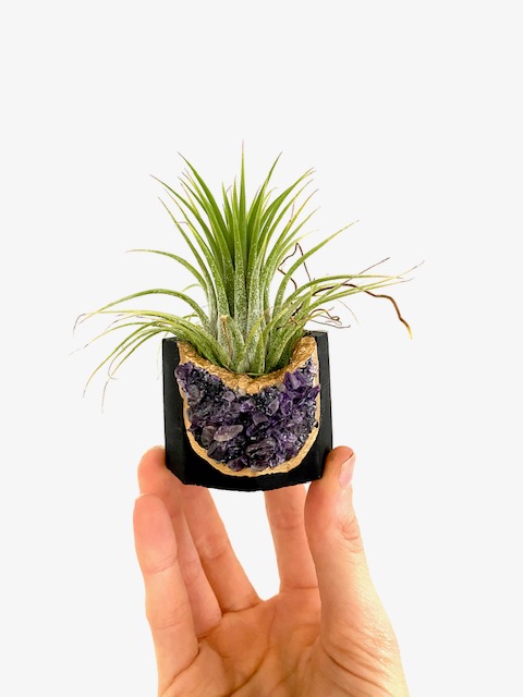 Black Amethyst Crystal Geode Planter with Air Plant - Octagon
